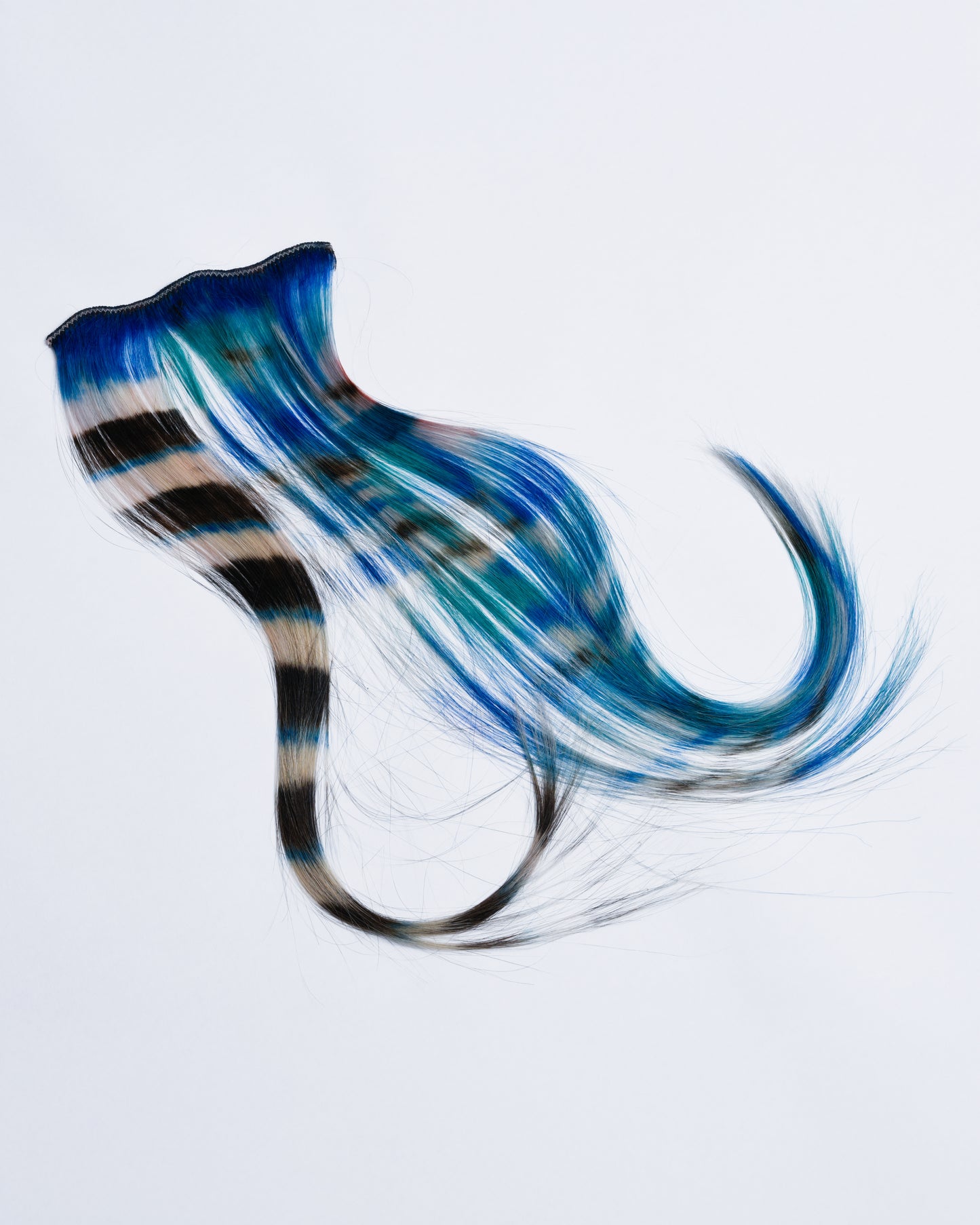 blue extensions with black and white raccoon stripes on one side and 3 clips on the inside